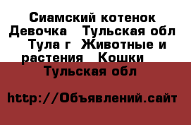 Сиамский котенок Девочка - Тульская обл., Тула г. Животные и растения » Кошки   . Тульская обл.